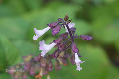 Orthosiphon rubicundus var. rubicundus